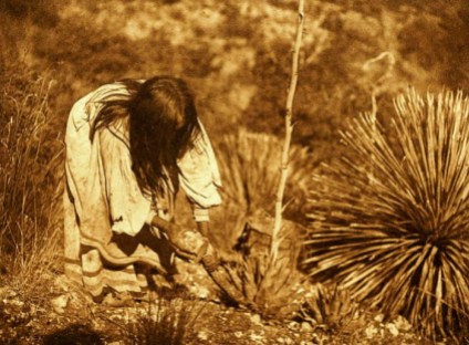 Credit: Edward S. Curtis, Early 1900s; National Anthropological Archives, Smithsonian Institution; Essential plant for the survival of the Mescalero Apache People