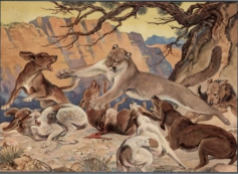 Mountain lion dogs at bay; Paul Branson