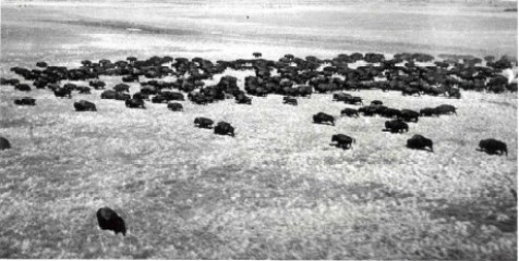 Bison population survey photograph, Wood Buffalo National Park (17 July 1946)